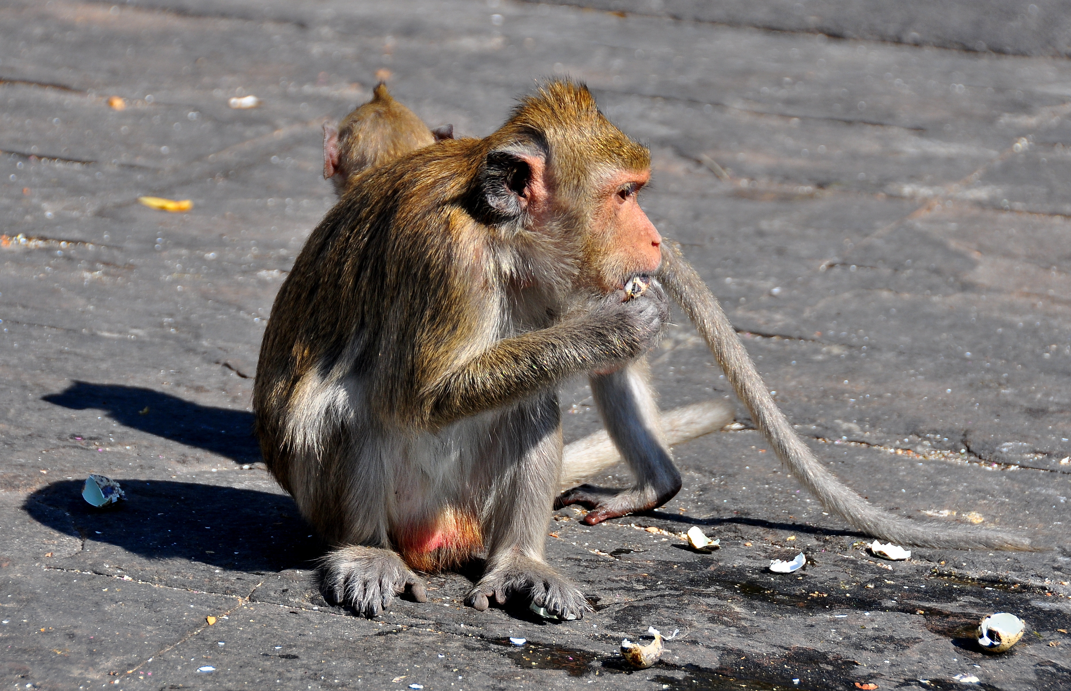 Monkeys on Khoa Samuk Bang Saen